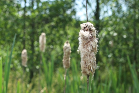 Several cattail heads