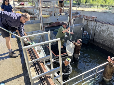 A group of 6 people in an adult salmon holding pond, catching fish and transferring nets