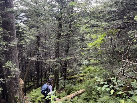Woman standing on a forested slope