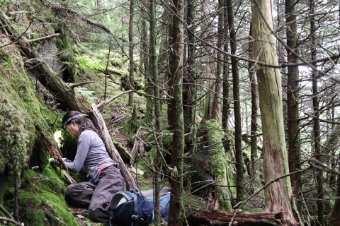 Biologist seated on the forest floor, closely examining a rock face