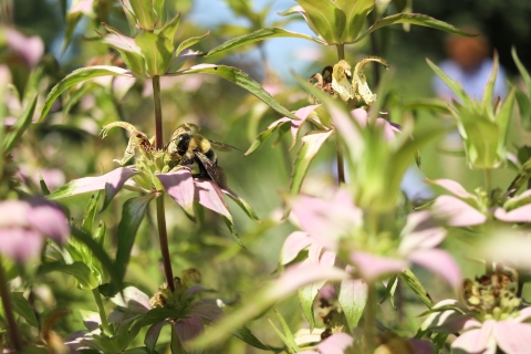 Bee on a flower
