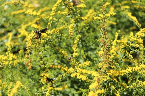 Wasp on a plant stalk with numerous small yellow flowers