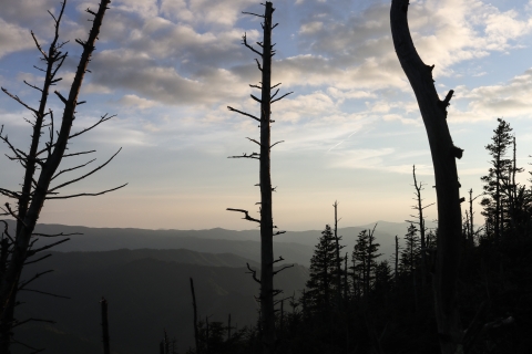 Dead trees silhouetted against an evening sky