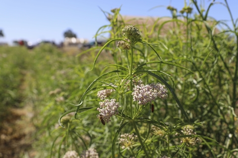 A row of narrow-leaved milkweed with a barn in the distance