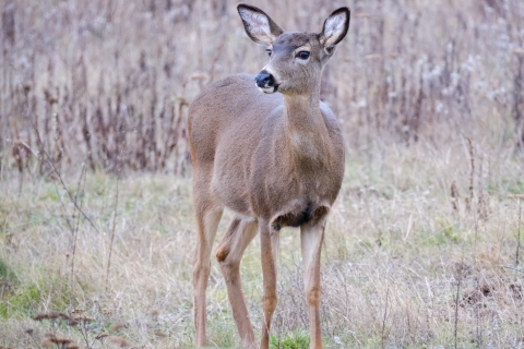 A black-tailed deer looks directly into the camera.