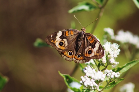 A common buckeye butterfly on blooming white snakeroot