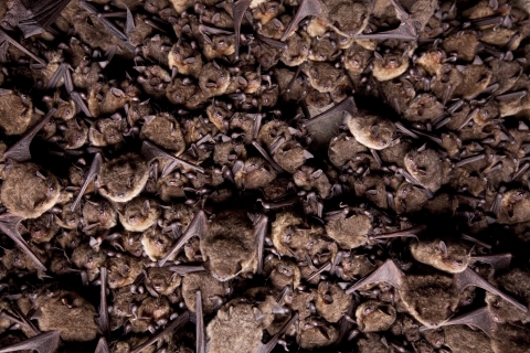 Gray bats in a cluster on the ceiling