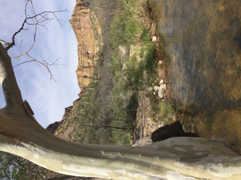 Image of a stream and a tree in view