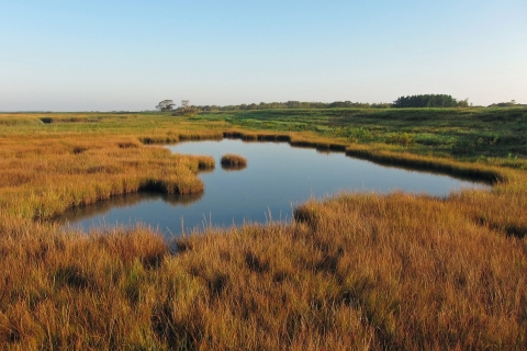 Image of salt panne in a marsh on Parker River National Wildlife Refuge