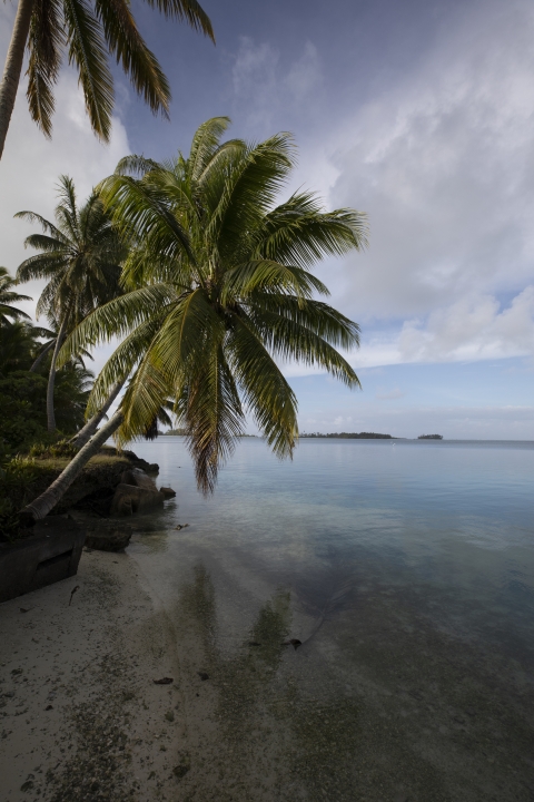 Palm trees at Palmyra lagoon