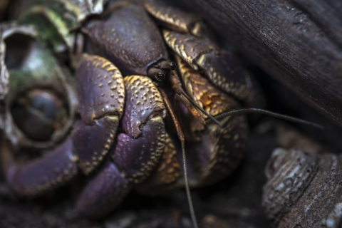 Purple hermit crab