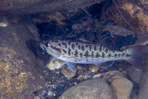 Spotted fish swimming amongst the rocks