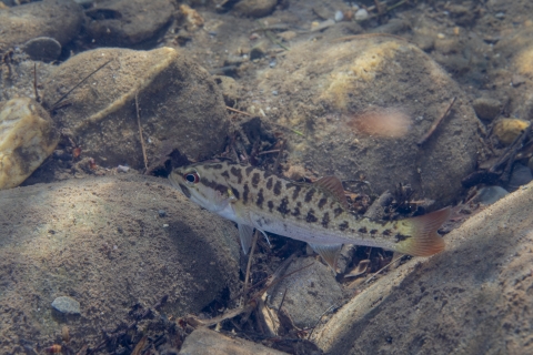 Small fish swimming among the rocks