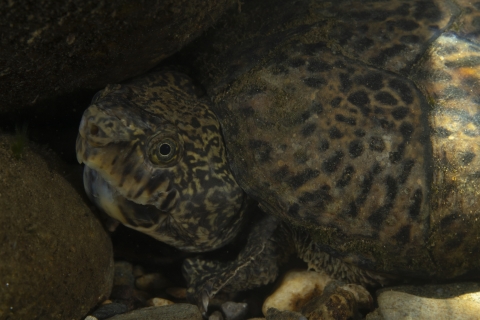 Closeup of spotted turtle