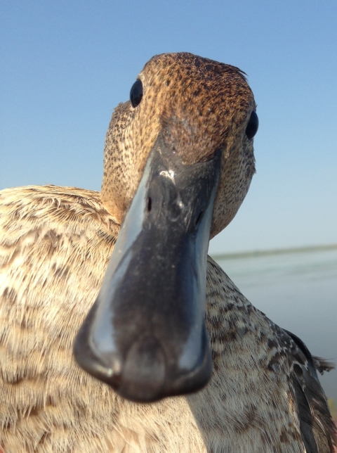 closeup of a northern pintail
