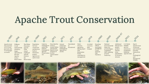 A conservation timeline of the Apache trout up to its delisting in 2024.