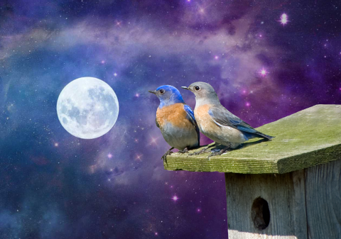 Photo art of two bluebirds sitting on a birdhouse (right) looking at a large full moon (left) with the galaxy in the background.