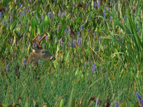 A deer is in the grass of a salt marsh. Only his head is visable.