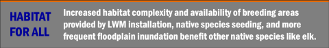Callout box of project highlights that reads "Habitat for all: Increased habitat complexity and availability of breeding areas provided by LWM installation, native species seeding, and more frequent floodplain inundation benefit other native species like elk."