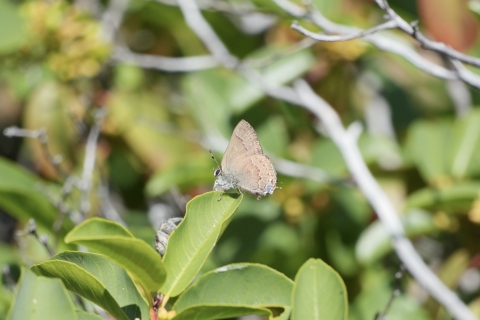 Hedgerow Hairstreak (Satyrium saepium) resting on the tip of a green leaf with its wings folded.