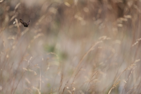 Common Woodnymph (Cercyonis pegala) flying over tall brown grass.