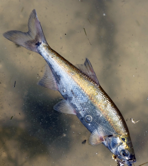 Silver fish with gold top in murky water