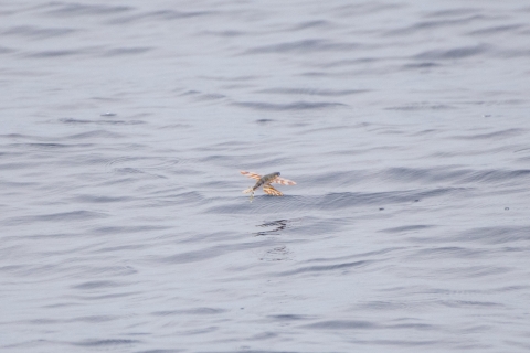 A gray fish with black stripes has its orange and white fins spread out like wings as it glides just above the gray water.