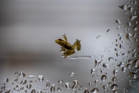 Small green frog is stuck up against a window while surrounded by dew drops.