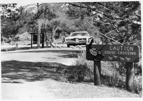 A roadway on a refuge, running from the left and center foreground into the center middle ground. To the left of the road is a sign that reads "CAUTION GOOSE CROSSING". A car sits in the center of the road in the middle distance, waiting for a flock of about 4 Geese to finish crossing the in front of the vehicle. A refuge sign is visible in the middle distance, to the left of the road (about even with the car)