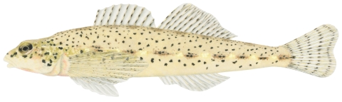 Drawing of glassy darter fish