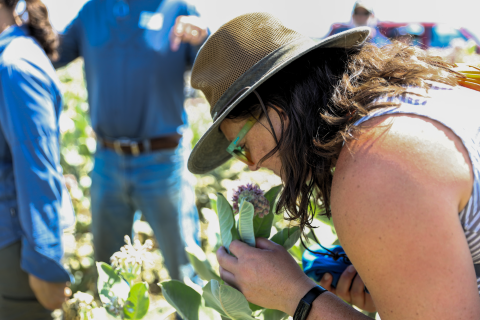 A woman in a hat leans down to smell milkweed flowers