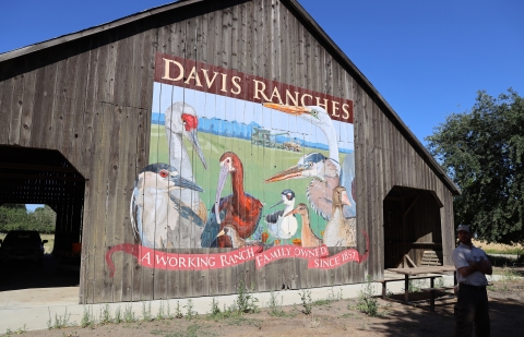 An old wood barn with a mural of birds painted on it with the words "Davis Ranches; A working ranch, family owned since 1857"