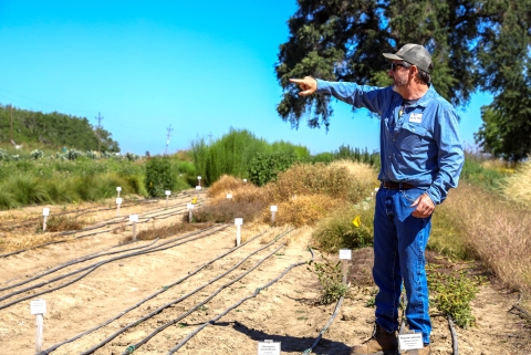 A man stands in an irrigated field pointing into the distance