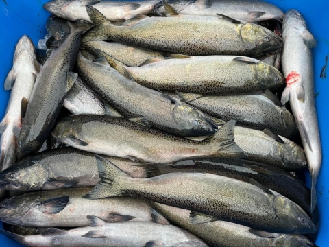 A blue bin is filled with nearly a hundred adult spring Chinook