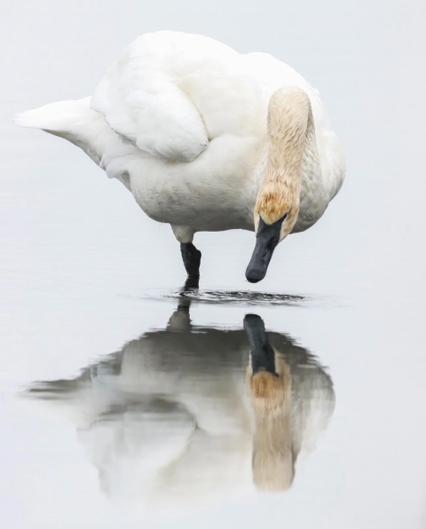 A trumpeter swan balances on one leg
