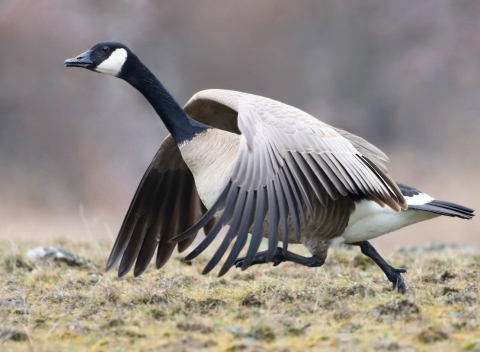A Canada goose preparing to take flight