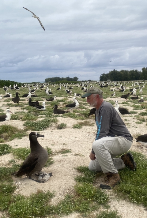 Wildlife biologist, Jon Plissner, observing black-footed albatross nest at Midway