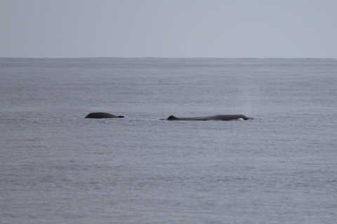 The sperm whale is dark colored against the gray, calm water, with a gray sky in the background. The whale is dark in color and only partially seen, since much of its body is submerged in the water.