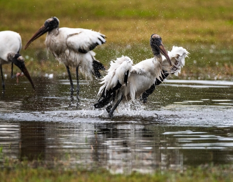 A wood stork is standing in a shallow pool and flapping its wings as it bathes. Two other wood storks forage in the background.