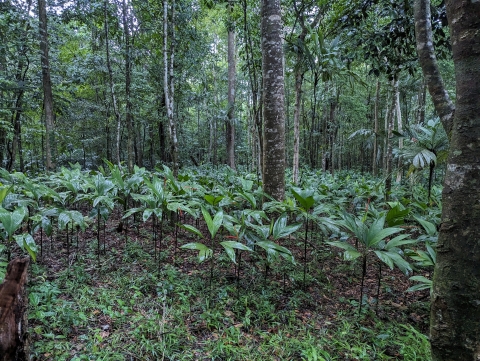 Leafy green vegetation covers a forest floor between tall and lush trees. 