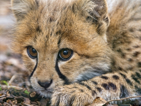 Close-up of a cheetah cub
