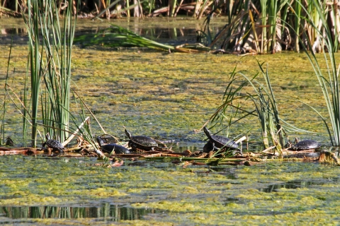 A group of turtles basking in the center of a pond