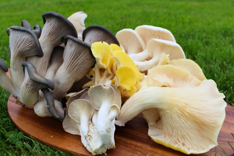 Various mushrooms on a wood platter
