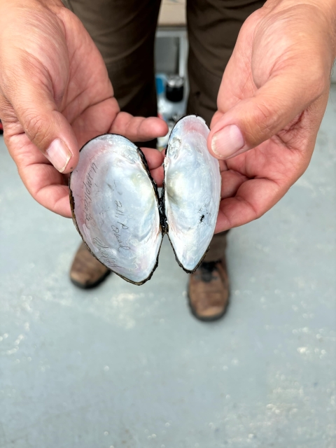 A person holds the open shell of a freshwater mussel in both hands