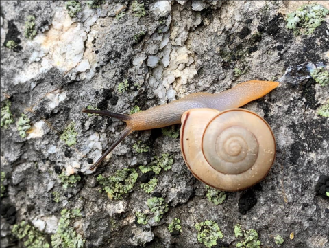 A closeup of a snail on the ground