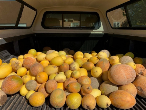 The back of truck loaded with heirloom melons