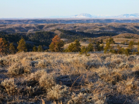 sagebrush and grasses in foreground of rolling hills with trees and mountains in background with soft blue sky