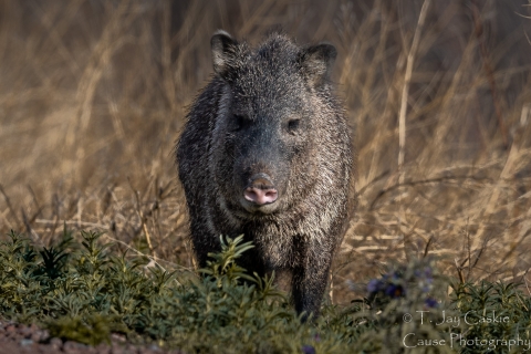 Javelina walking through grassy area