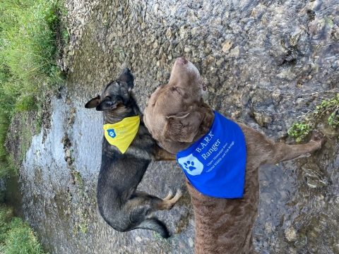 Two large dogs stand in a shallow creek wearing their BARK Ranger bandanas.
