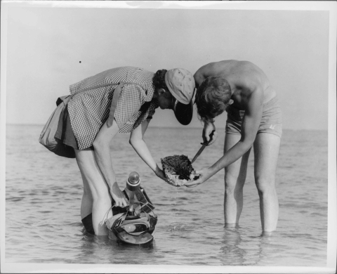 Two people (Rachel Carson on the left, Bob Hines on the right), standing in shallow ocean water; the water level is just above their ankles. They are bending over, holding a Sea Sponge between them, examining it. Hines is holding a knife near the Sponge, while Carson is holding some sort of apparatus (floating on the water's surface) in her other hand.